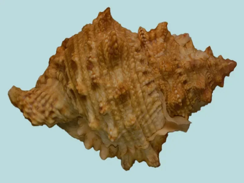 Tutufa bufo (97.92mm)