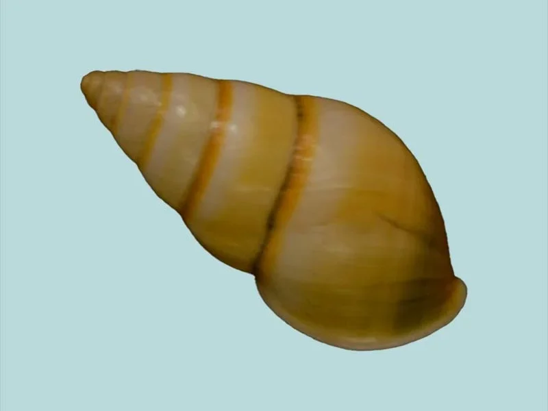 Amphidromus Daoaetabbasi (30.21mm)