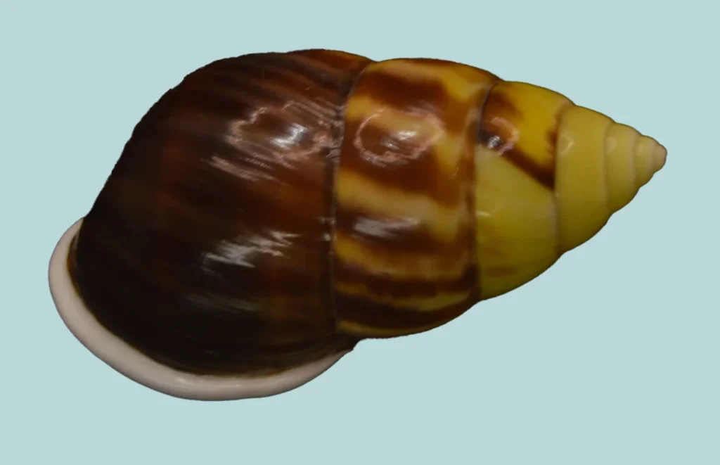 Amphidromus perversus butoti melanoma(48.00mm)