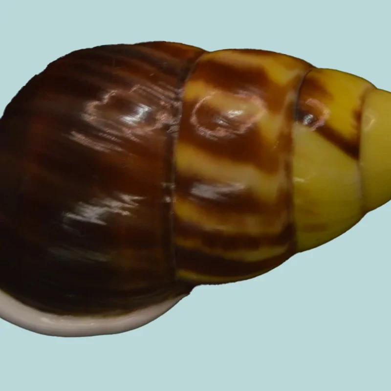 Amphidromus perversus butoti melanoma(48.00mm)