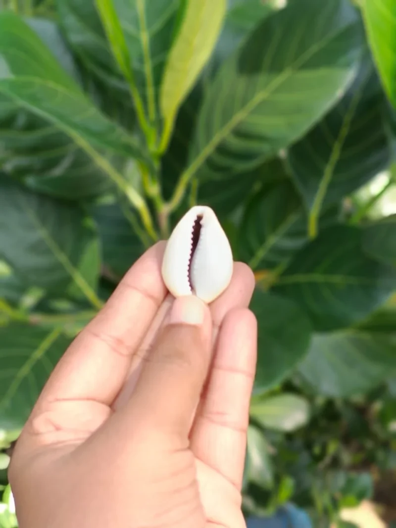 Moneta Cowrie Shells (2.2LBS) 1 Kg Mixed Sizes - Sea Shells From india