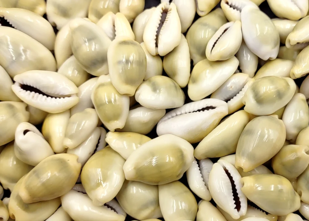 Moneta Cowrie Shells (2.2LBS) 1 Kg Mixed Sizes