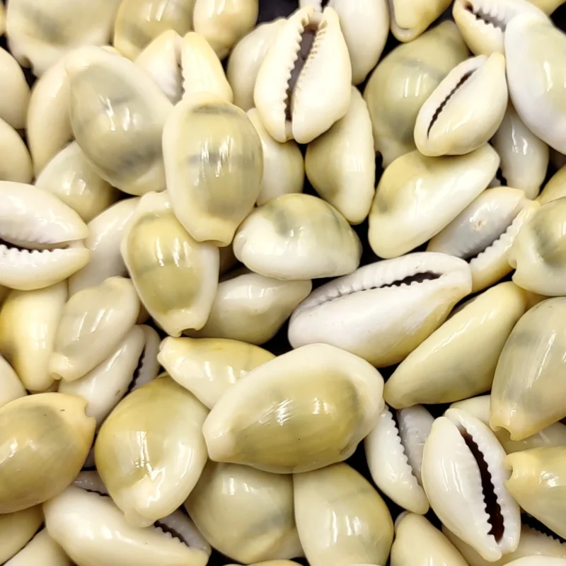 Moneta Cowrie Shells (2.2LBS) 1 Kg Mixed Sizes