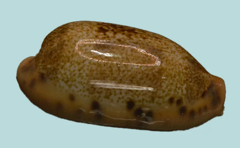 Erronea Caurica Dracaena