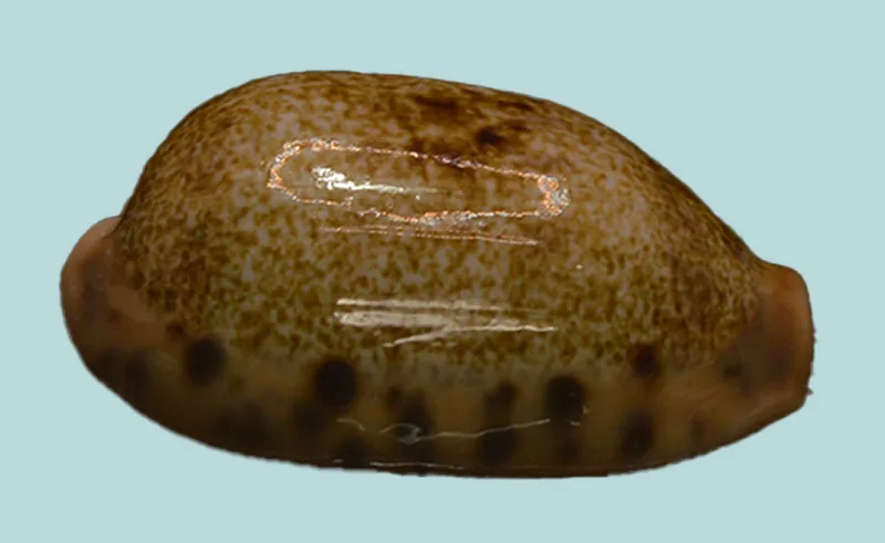 Erronea Caurica Dracaena Seashell