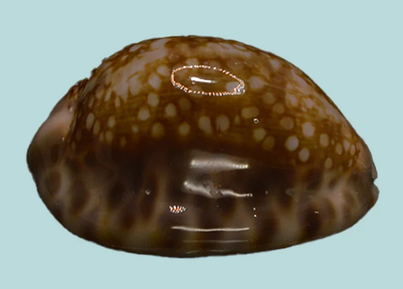 Mauritia Depressa 37.74mm