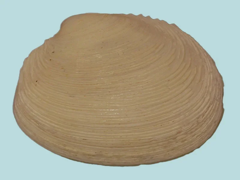 Semele Cordiformis (27.02mm)