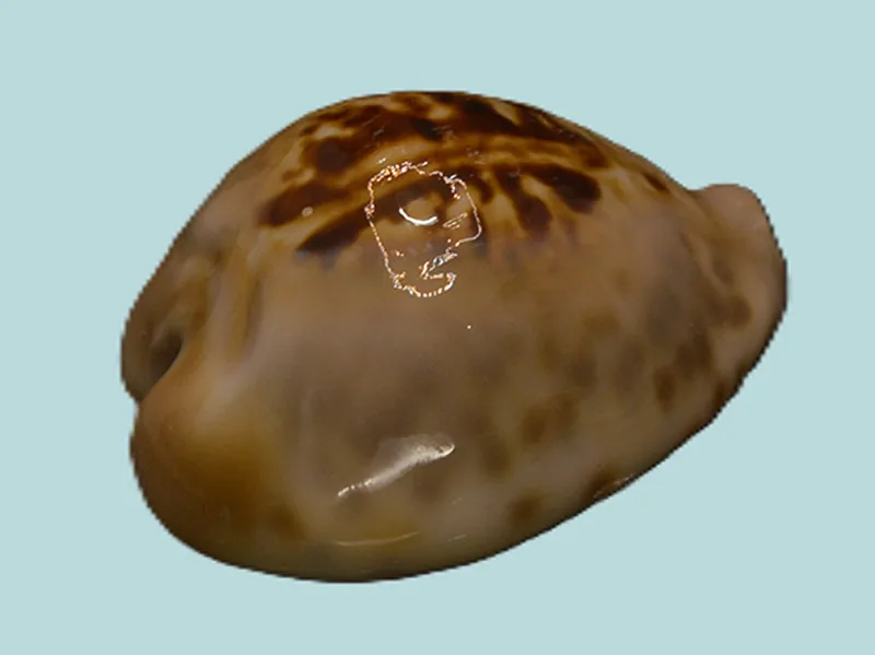 barycypraea teulerei