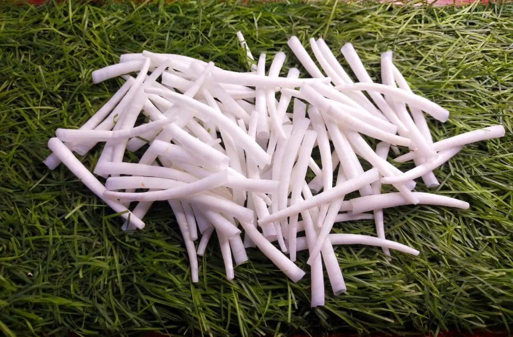 dentalium