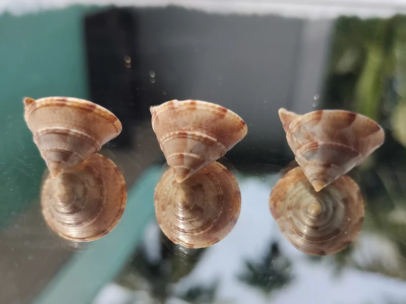 Natural Calliostoma tranquebaricum Sea shell { 18.73 mm }