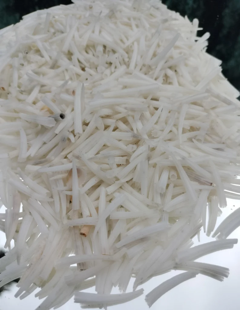 Ridged dentalium shells