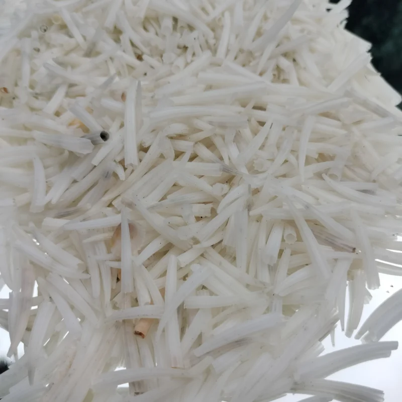 Ridged Dentalium Shells