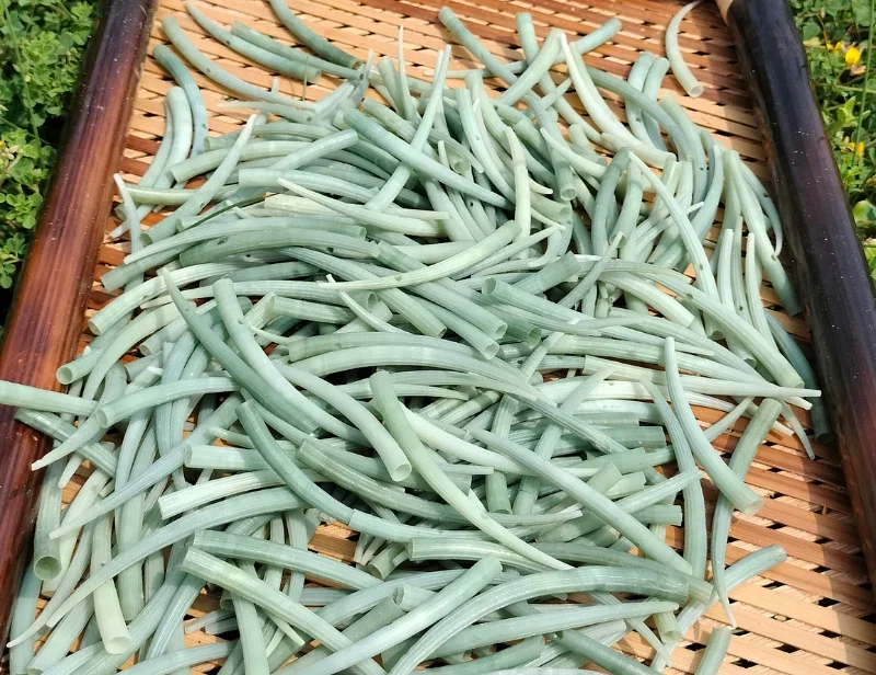 Green dentalium Shells