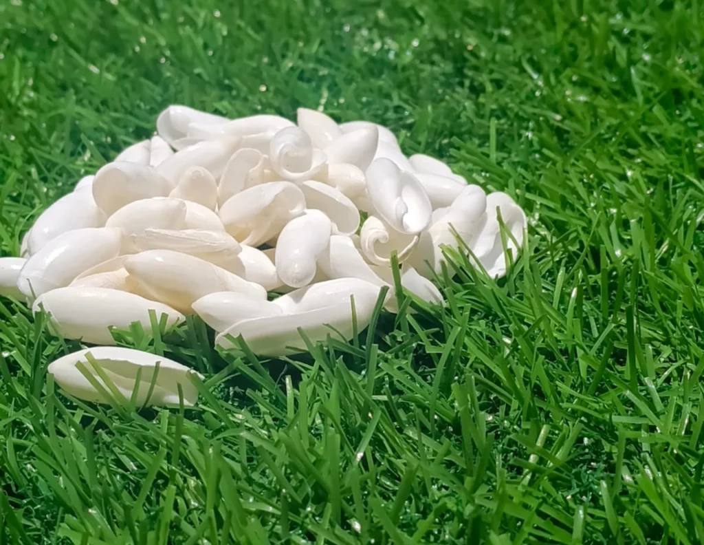 Ancilla Ampla Shells