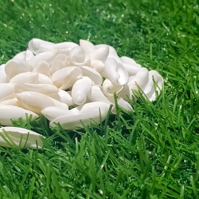 Ancilla ampla shells