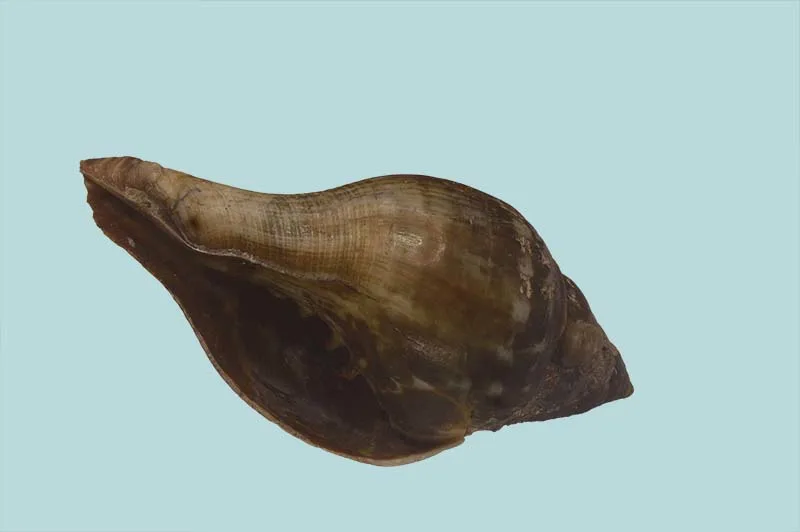 Fossils