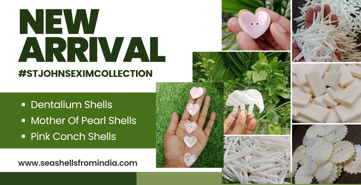 St. John's Exim Collections , Dentalium shells, MOP , Pink Conch Shells, Abalone Shells and more shell collections